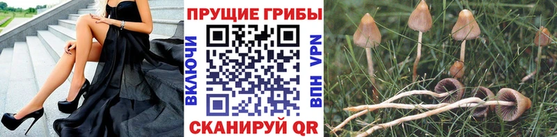 Галлюциногенные грибы Psilocybine cubensis  Каменногорск 